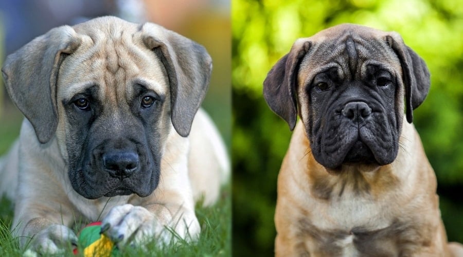 Olde English Mastiff and Bullmastiff Puppies