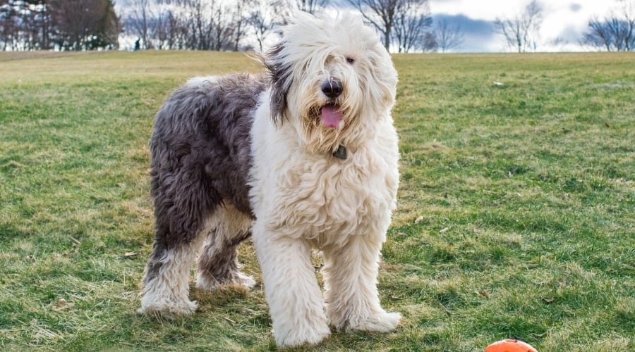 Olde English Sheepdog in Field