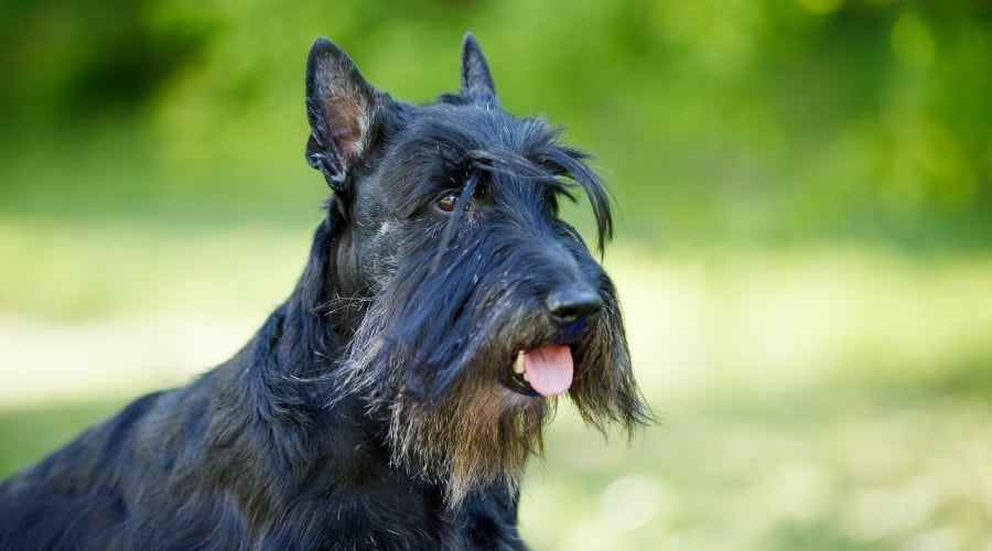 Older Black Rescue Dog