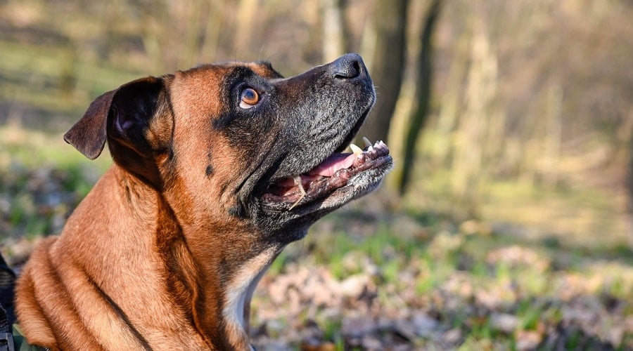 Older Boxer Mastiff Mix outside