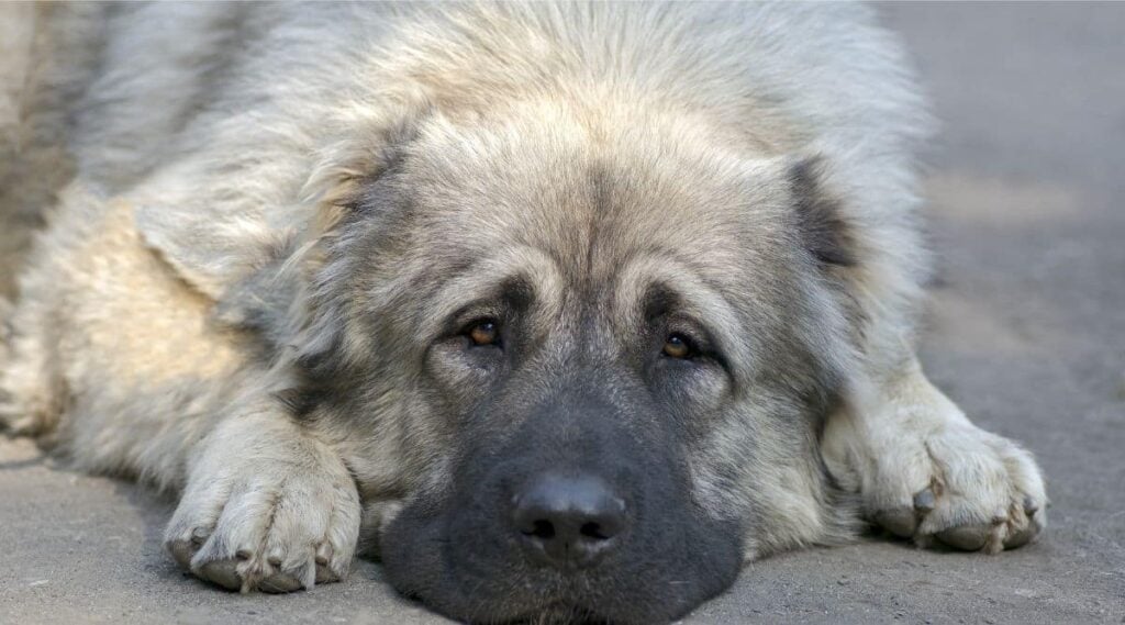 Older Caucasian Shepherd sitting with face on the ground