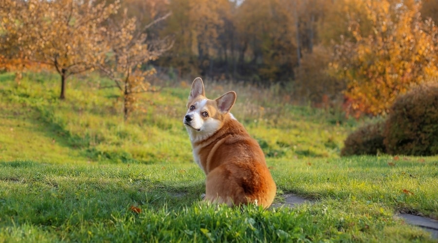 Older Corgi Dog Sitting and Lookin at Camera