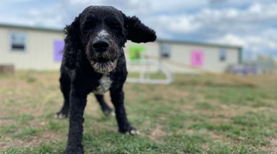 Older Dog Barking at Camera