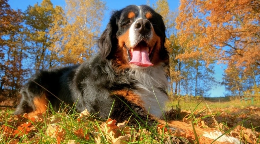 Older Dog Laying in Leaves