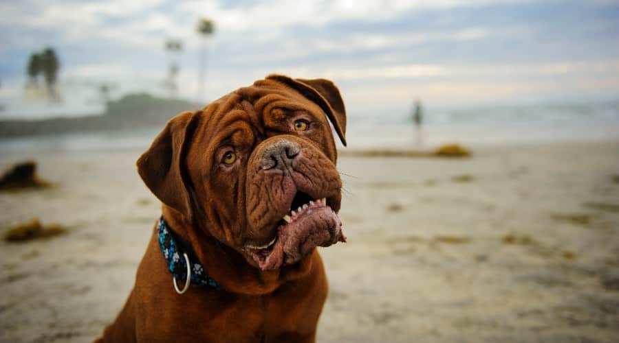 Older Dog on Beach