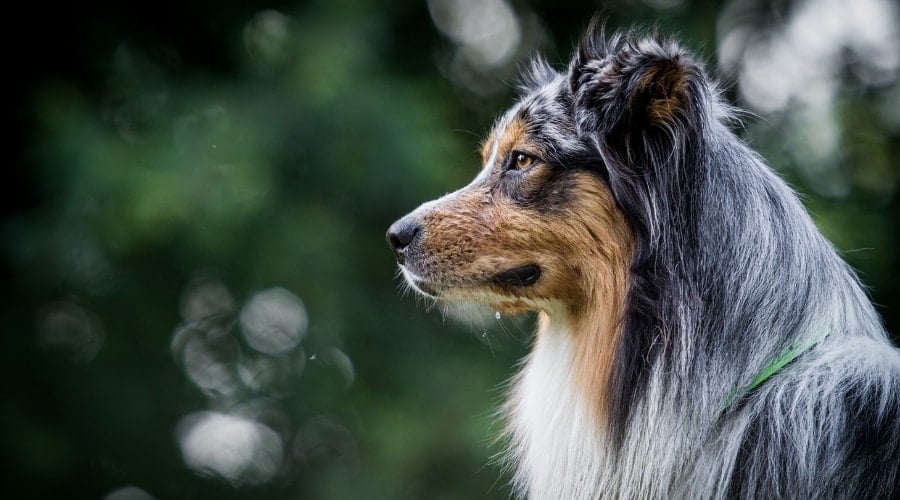 Older Dog with Grey Hair