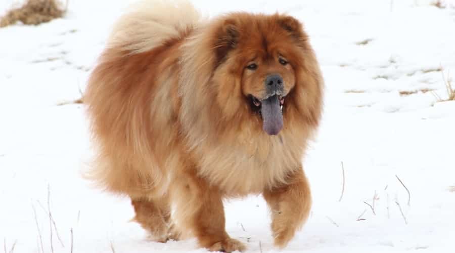 Older Fluffy Dog Running Outside in Snow