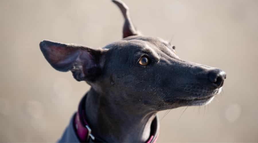 Older Grey Colored Rescue Dog Outdoors