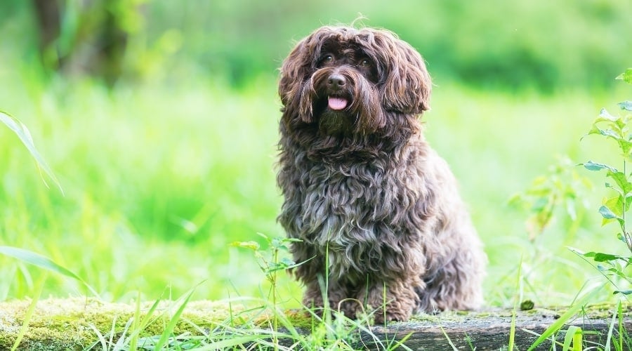 Older Havanese Dog