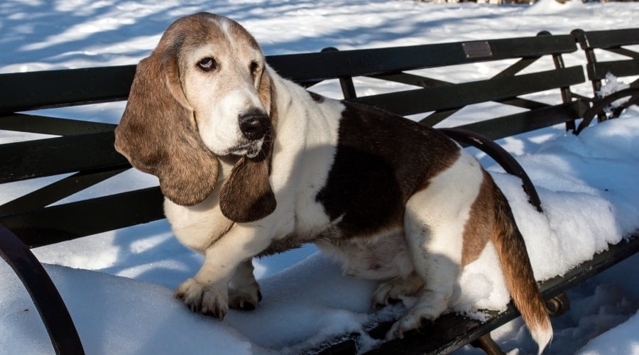 Older Rescue Dog Basset Hound