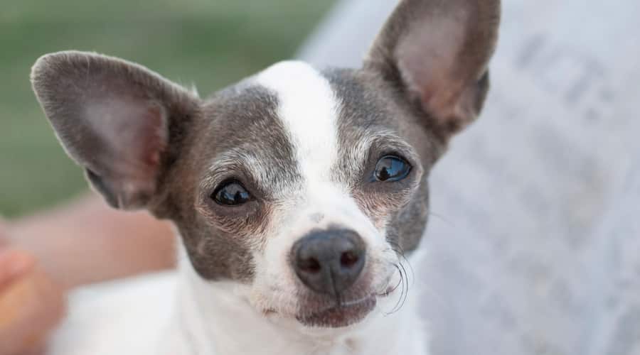 Older Rescue Dog Outdoors