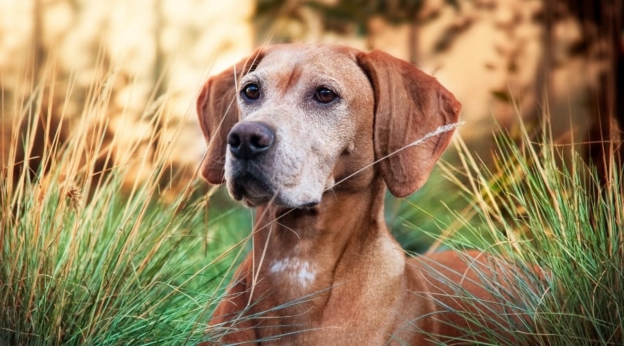 Older Rescue Dog in Field