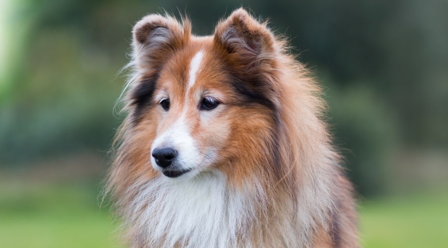 Older Sheltie dog outdoors.