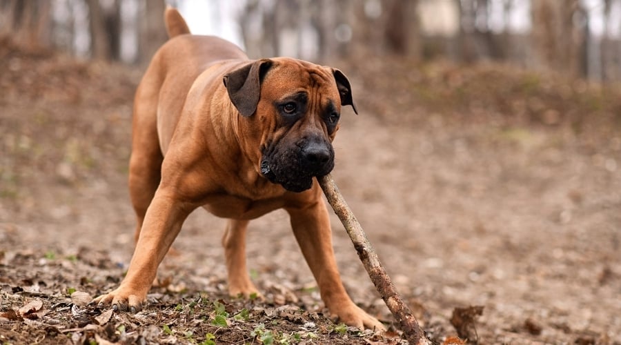 Older South African Mastiff