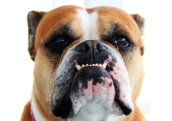 Olivia the Valley Bulldog flat-faced stainless steel dog bowl tester