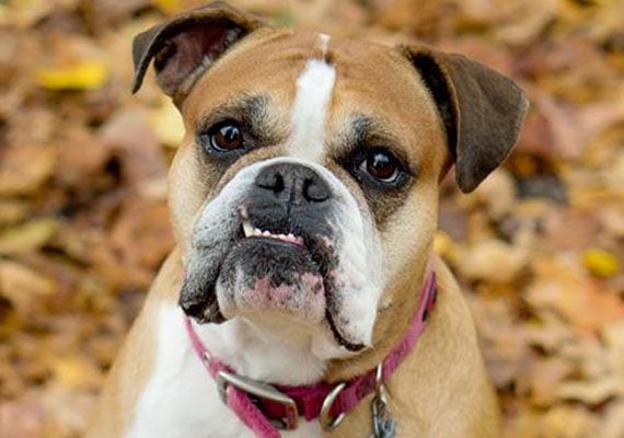Olivia the Bulldog flat-faced dog bowl tester.