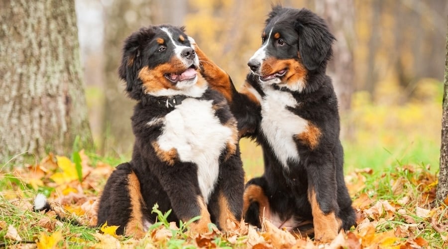 One Dog Pawing at Another Dog's Face