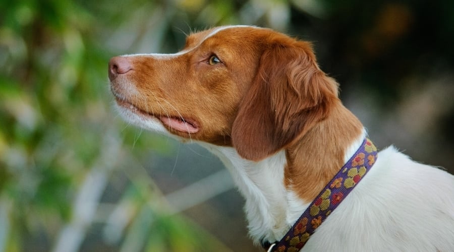 Orange and White Dog Standing Attentively