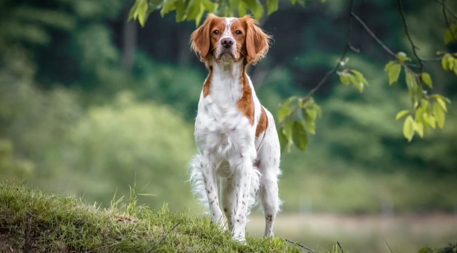 Orange and White Dog Standing Outdoors
