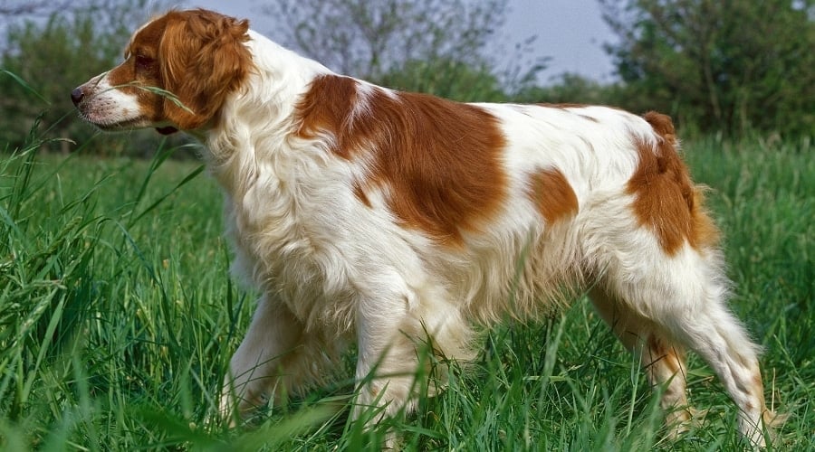 Orange and White Dog with Medium Length Fur Standing in the Grass
