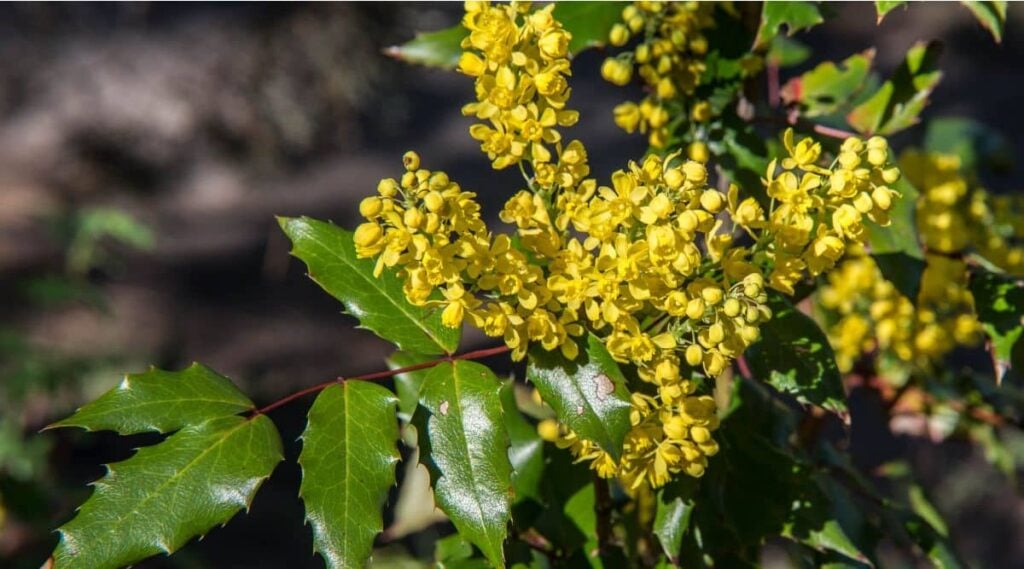 Oregon Grape Flowers