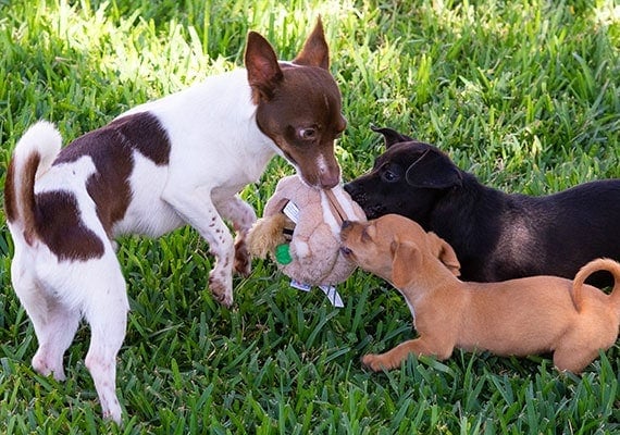 Outward Hound Hide-A-Squirrel Log Plush Toy being tugged on by small jack russel puppies