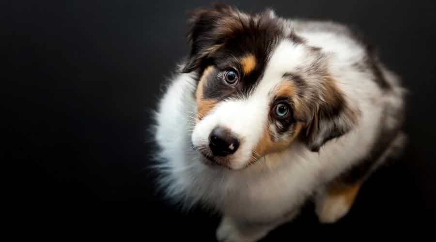 Overhead view of Australian Shepherd puppy during a low-key studio photo shoot with black background