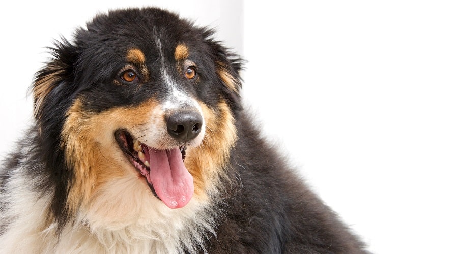 Best Dog Foods For Border Collies Puppies, Adults & Seniors Canine Journal