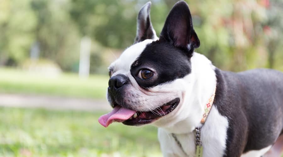 Overweight Boston Terrier