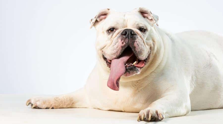 Close up of a big overweight white bulldog looking in the camera with his tonque sticking out