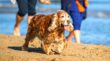 English vs. American Cocker Spaniels: Discover The Surprising ...