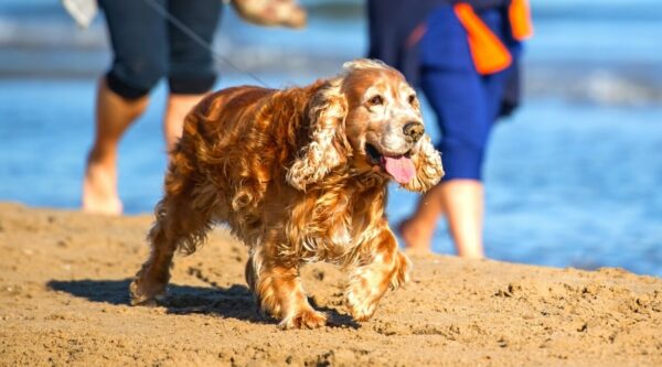 English vs. American Cocker Spaniels: Discover The Surprising ...
