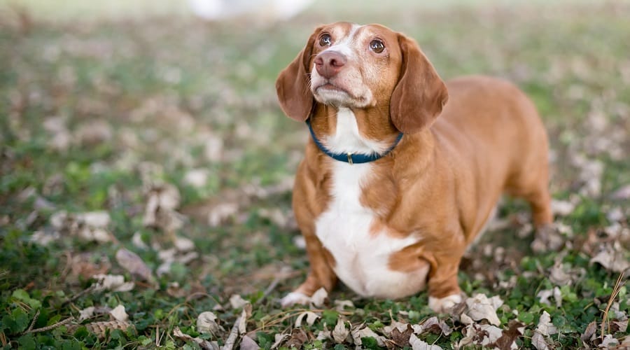 Overweight Dachshund standing outside.