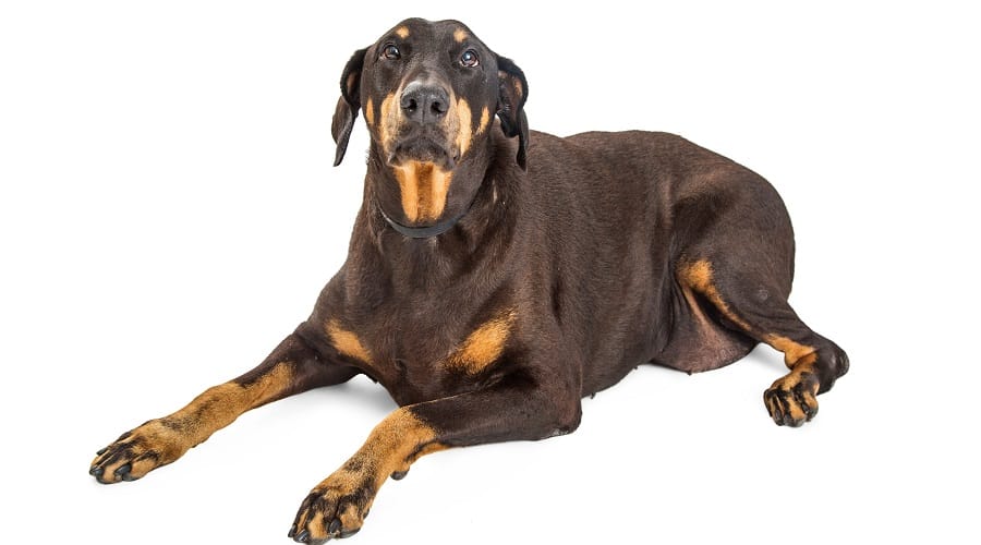 Overweight Doberman on Ground