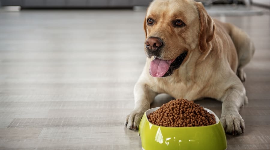 Dog laying next to bowl of food.