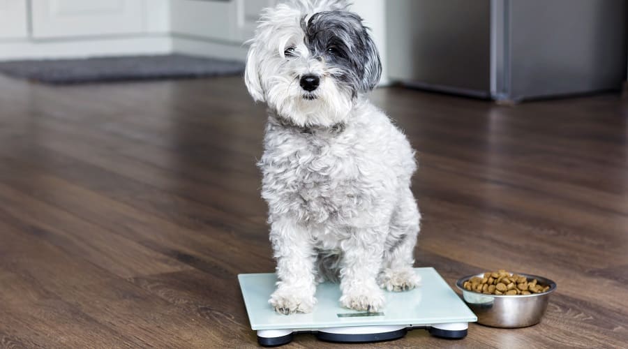 Dog standing on a scale.