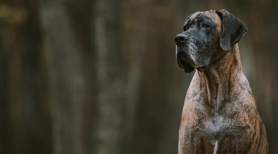 Overweight Great Dane