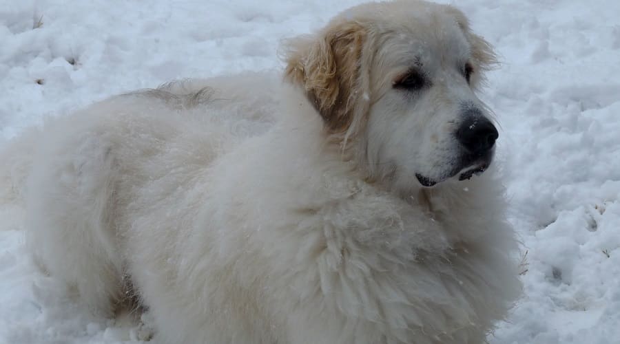 Overweight Great Pyrenees Food