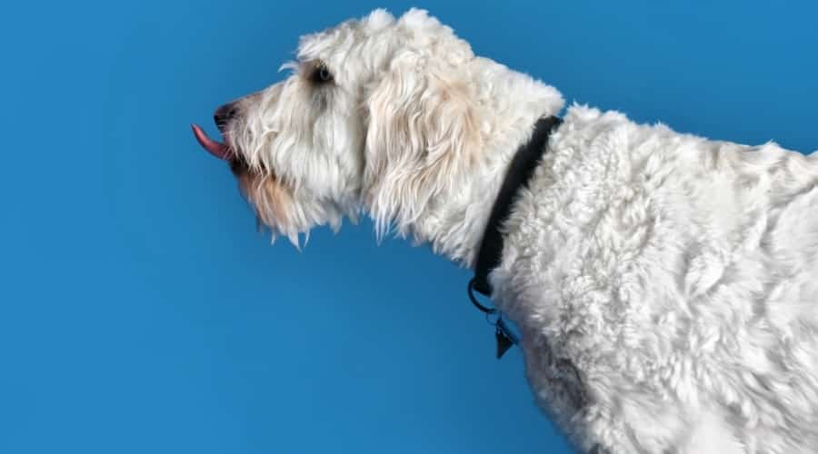 Overweight Labradoodle