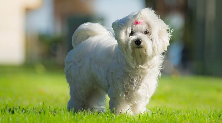 Overweight Maltese