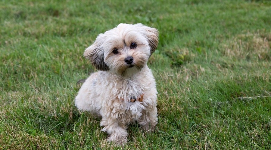 Overweight Morkie