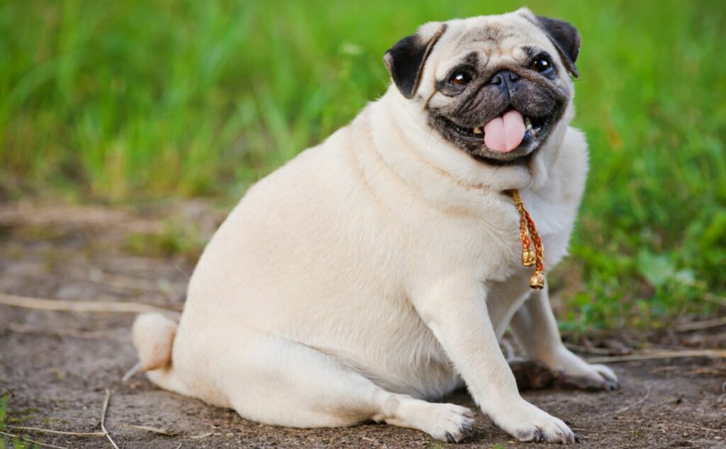 Overweight pug sitting outside.