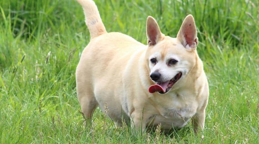 Overweight small dog in grass