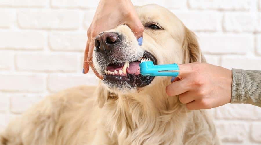 Owner brushing teeth of cute dog at home