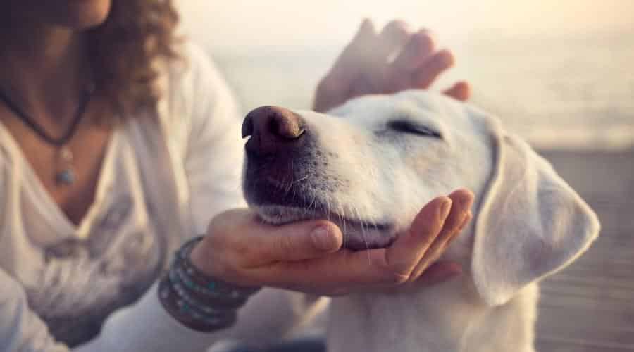 Owner caressing gently her dog