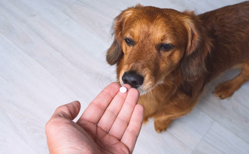 Owner giving medicine in a pill or tablet to his sick dog.