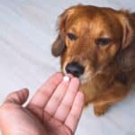 Owner giving medicine in a pill or tablet to his sick dog.