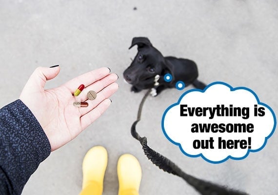 Owner hand feeding puppy on a leash his medicine pills while on a walk.