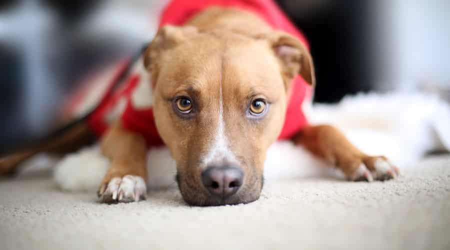 PIt GSD mixed breed in Apartment