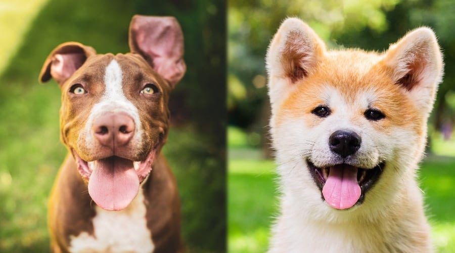 PItbull Akita Comparison